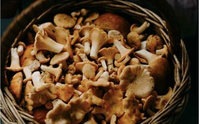 De kracht van paddenstoelen (en waarom je ze dagelijks zou moeten eten)