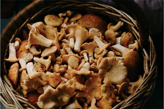 De kracht van paddenstoelen (en waarom je ze dagelijks zou moeten eten)