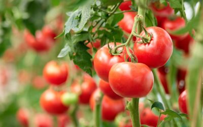 Symptomen Tomaten Allergie en Je Darmen: wat is de relatie?