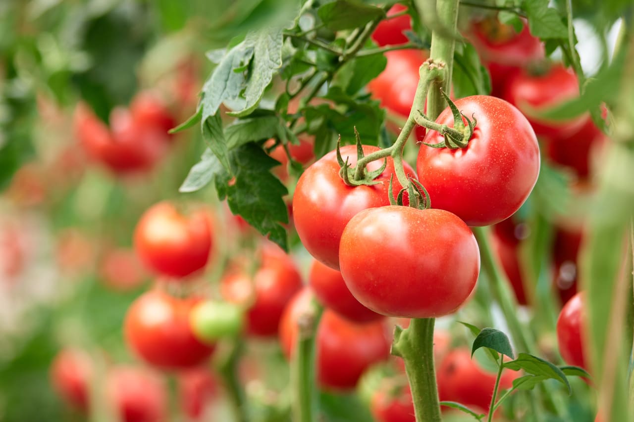 symptomen tomaten allergie darmen symptomen tomaten allergie darmen